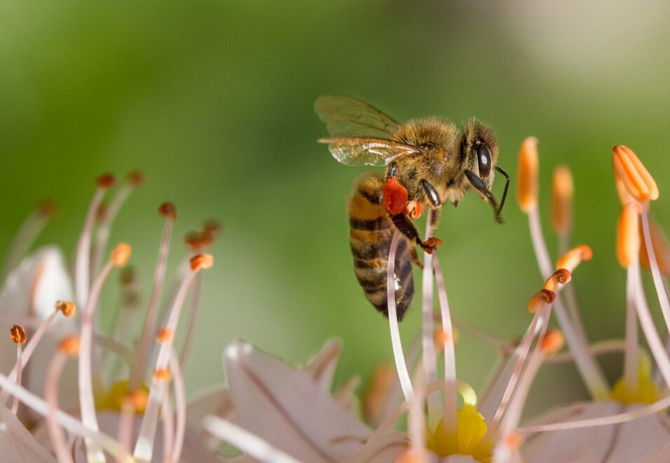 Bienen im Garten