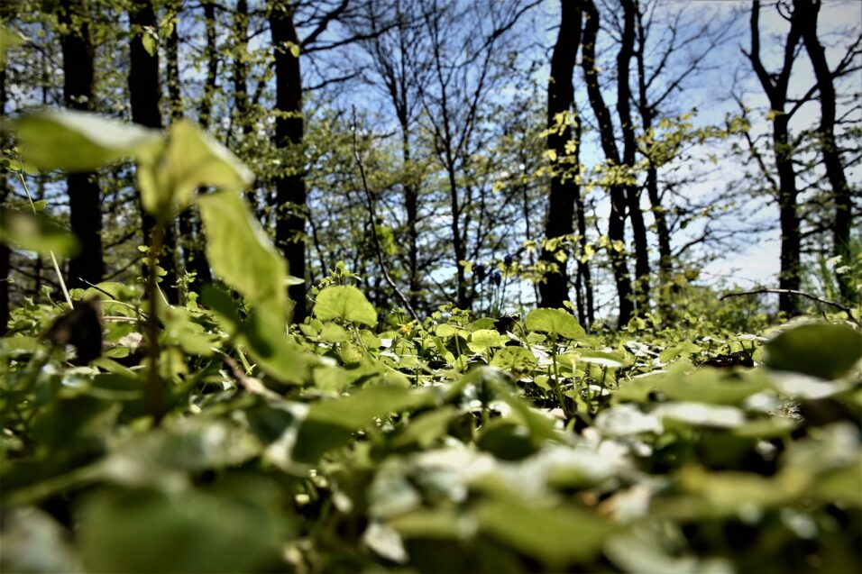 Waldbrand