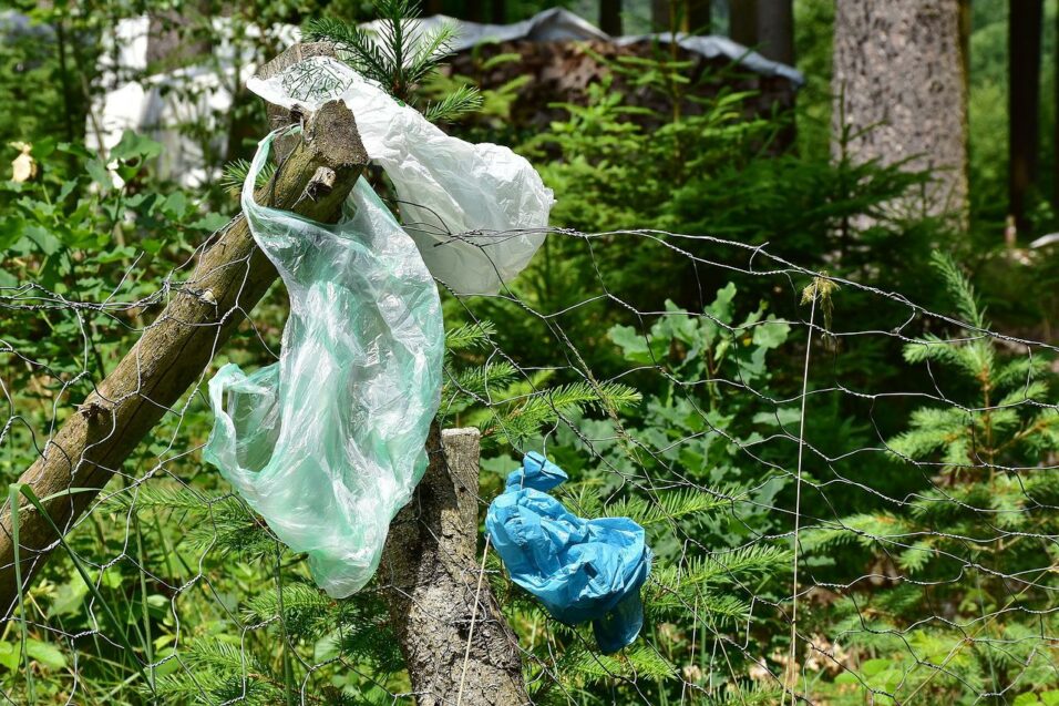 Müll im Wald