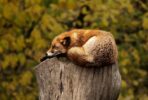 Tierblog erstellen