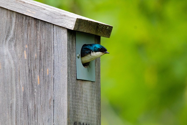 Nistkasten selber bauen